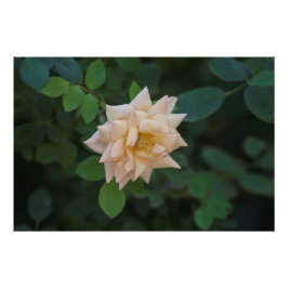 Foto Rosa de vainilla