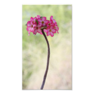 Foto Rosa del desierto en rosa