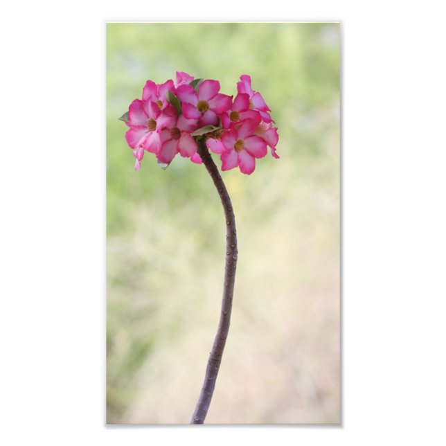 Foto Rosa del desierto en rosa (Frente)