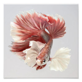 Foto Rosa Dumbo Halfmoon Betta Fish 2