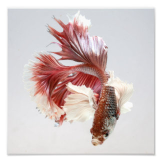 Foto Rosa Dumbo Halfmoon Betta Fish Print