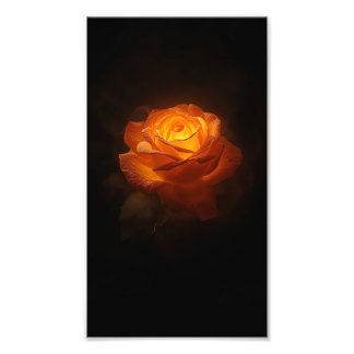Foto Rosa Naranja Luminosa sobre Terciopelo Negro – Ele