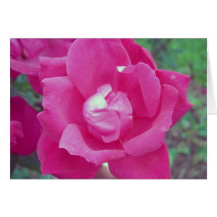 Foto rosa oscuro