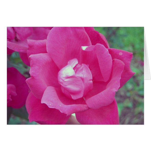 Foto rosa oscuro (Anverso (Horizontal))