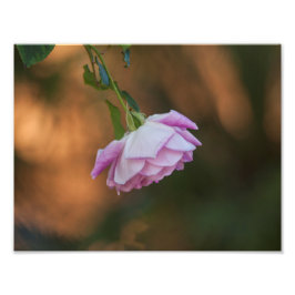 Foto Rosa por la mañana