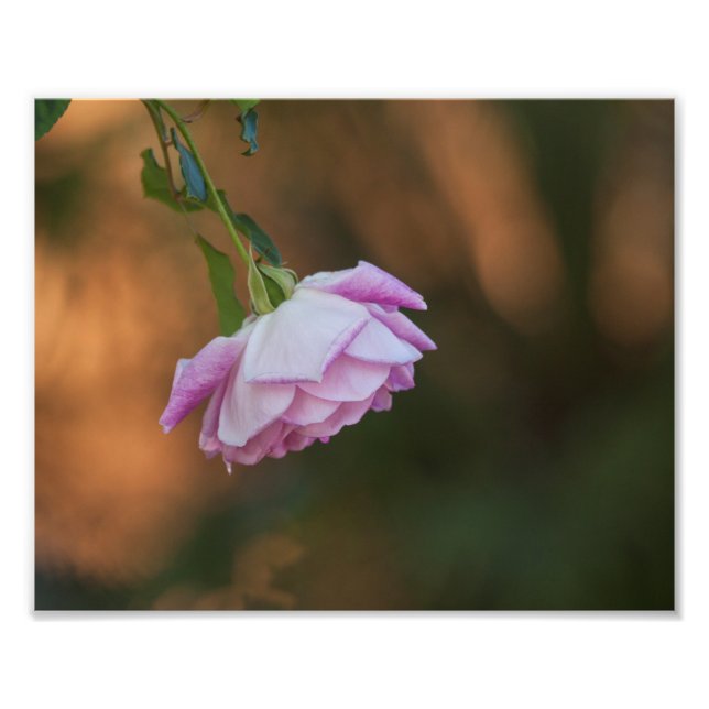 Foto Rosa por la mañana (Frente)