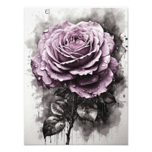 Foto Rosa - Púrpura
