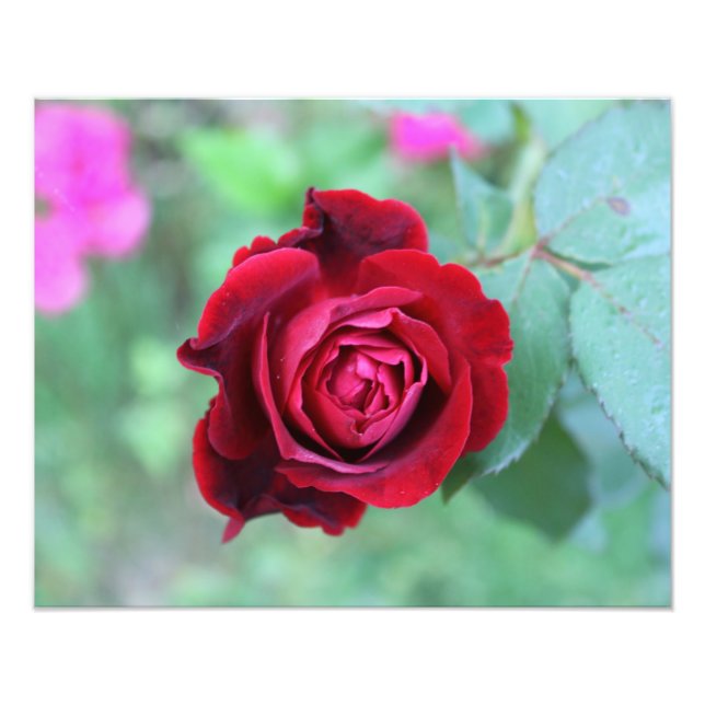 Foto Rosa roja (Frente)
