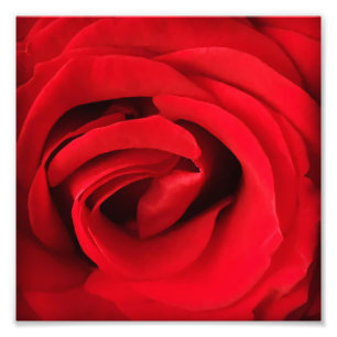 Foto Rosa Roja