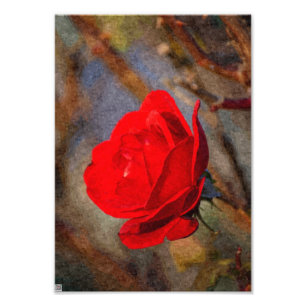 Foto Rosa Roja