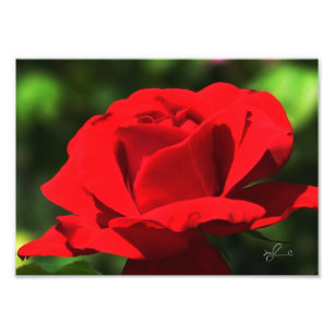 Foto Rosa roja brillante