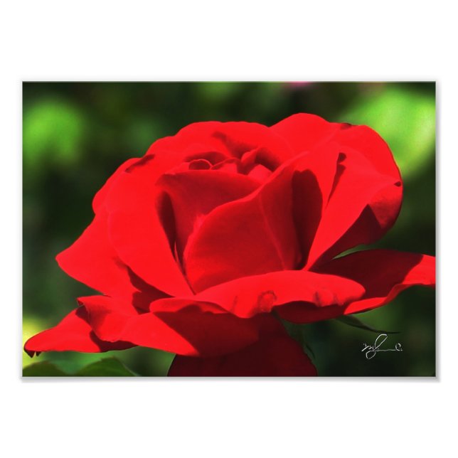 Foto Rosa Roja brillante (Frente)