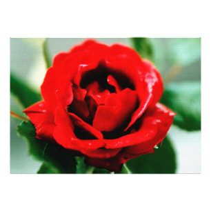 Foto Rosa roja con gotas de salsa