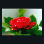 Foto Rosa Roja de la pasión cubierta de rocío<br><div class="desc">Rosa roja matutina cubierta de gotas de rocío matutino. rosa roja floreciendo en un jardín rosa. Fotografía floral de una flor rosa roja en flor. La rosa roja simboliza el amor,  la pasión,  el romance,  la belleza,  la discreción,  la elegancia,  el lujo y la sensualidad.</div>
