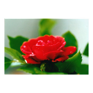 Foto Rosa roja matutina cubierta de rocío