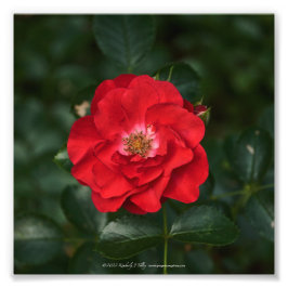 Foto Rosa roja P6568