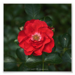 Foto Rosa roja P6568
