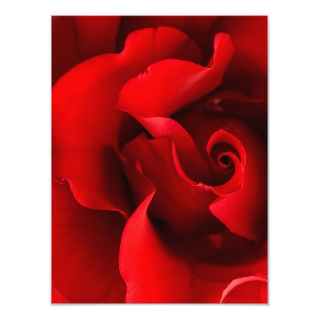 Foto Rosa roja - Plantilla personalizada para Rosas (Frente)
