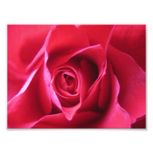 Foto Rosa rojo