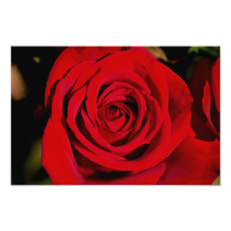 Foto Rosa Rojo Romántico