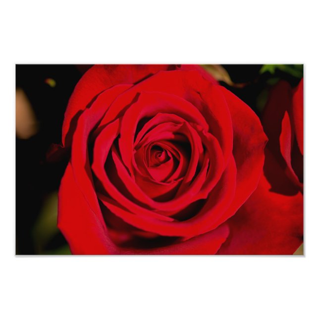 Foto Rosa Rojo Romántico (Frente)