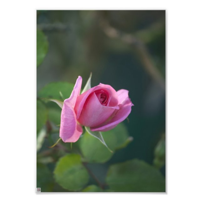 Foto Rosa Rosa (Frente)