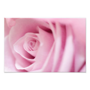 Foto Rosa rosa