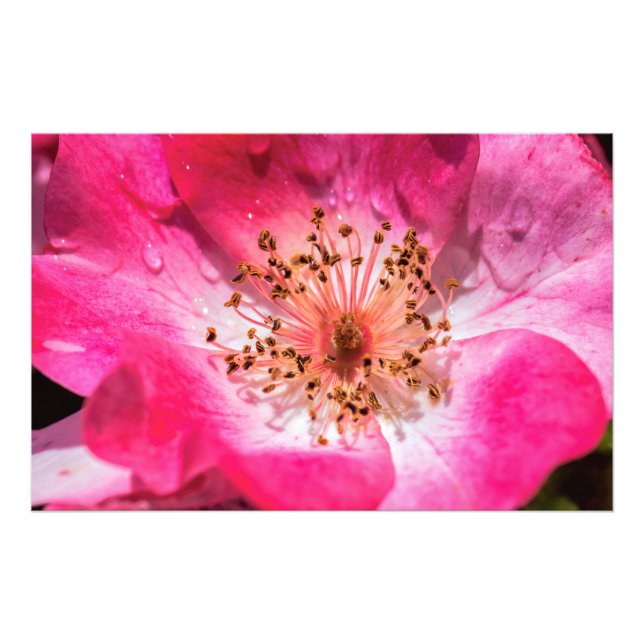 Foto Rosa rosa (Frente)
