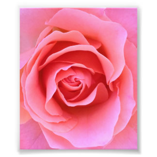 Foto Rosa rosa