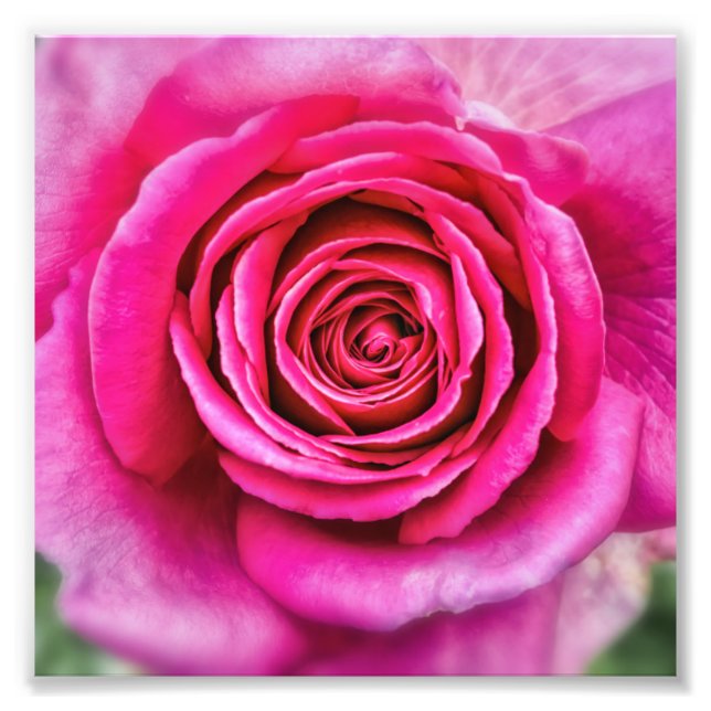 Foto Rosa rosa caliente (Frente)