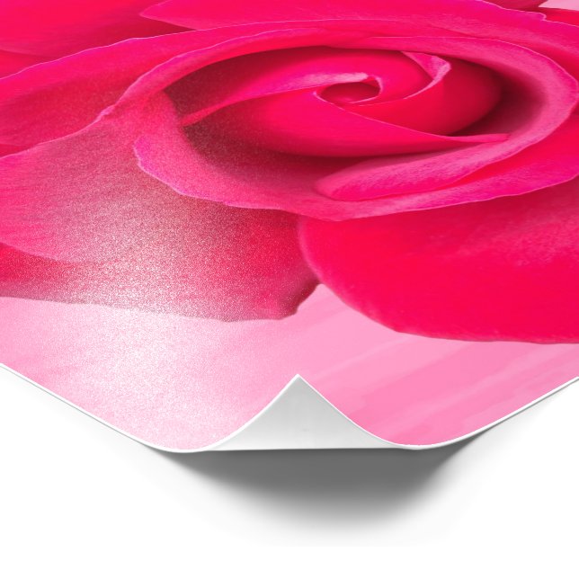 Foto Rosa Rosa Roja Romántica (Esquina)