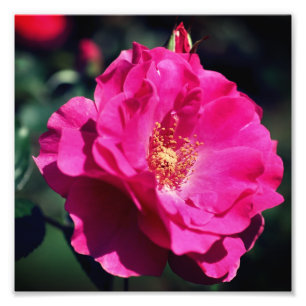 Foto Rosa Rosa Rosa En Bloqueo Completo Cerca De 8x8