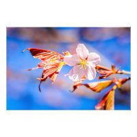 Rosa Sakura Flower Blue Sky