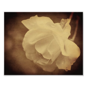 Foto Rosa Sepia Con Gotas De Lluvia De Edad Media 8x10