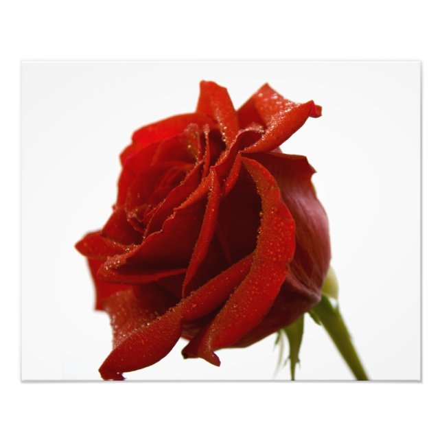 Foto Rosa Única Roja Con Caídas De Bebé (Frente)