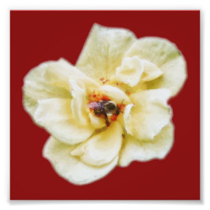 Foto Rosa y abeja