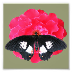 Foto Rosa y cola de inflexión