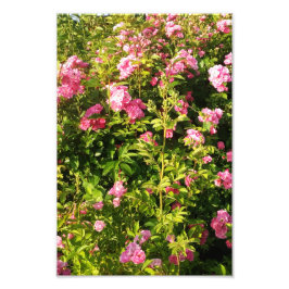 Foto Rosario florido