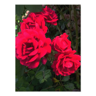 Foto Rosario Roses Rojos