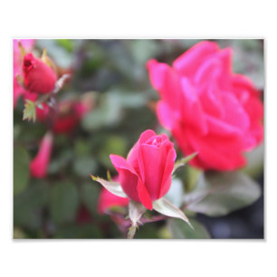 Foto Rosas