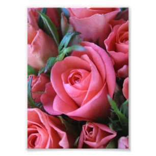 Foto Rosas