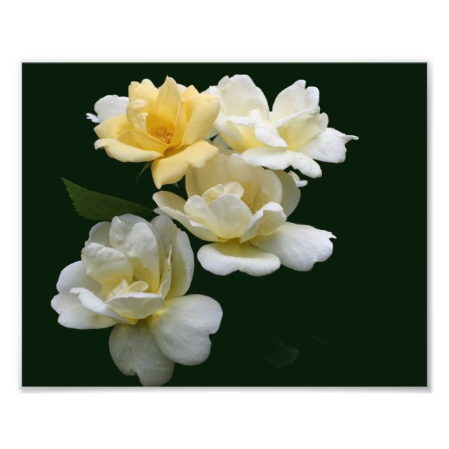Foto Rosas amarillas florecientes 8x10 (Frente)