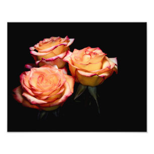 Foto Rosas amarillas y rosas de 1998