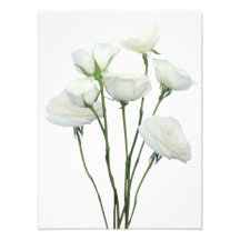 Rosas blancas