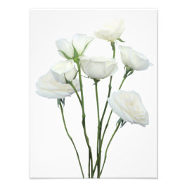 Foto Rosas blancas