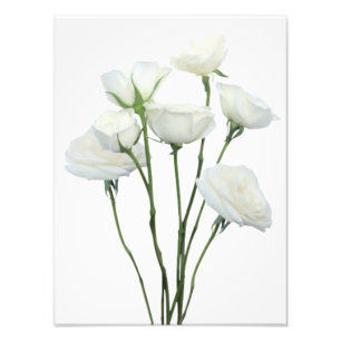 Foto Rosas blancas