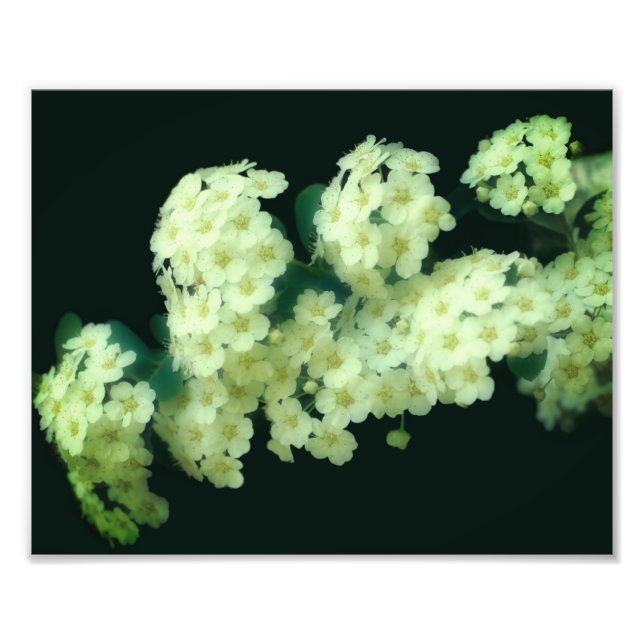 Foto Rosas blancas de juego salvaje 8x10 (Frente)