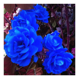 Foto Rosas de azul eléctrico