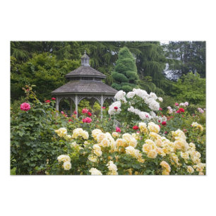 Foto Rosas en flor y Gazebo Rose Garden en el