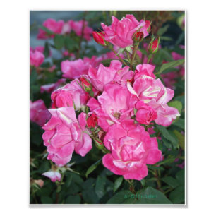 Foto Rosas rosadas I
